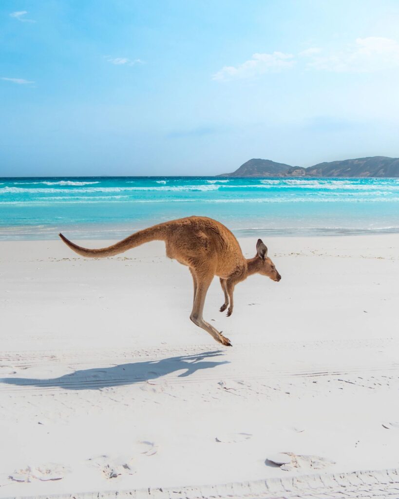 Australian wildlife kangaroo on a beach